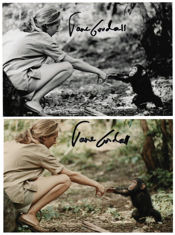 Lot 373 Jane Goodall (2) Signed Photographs