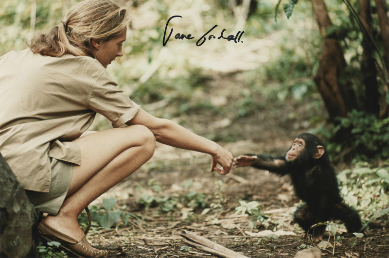 Lot 229 Jane Goodall Signed Photograph