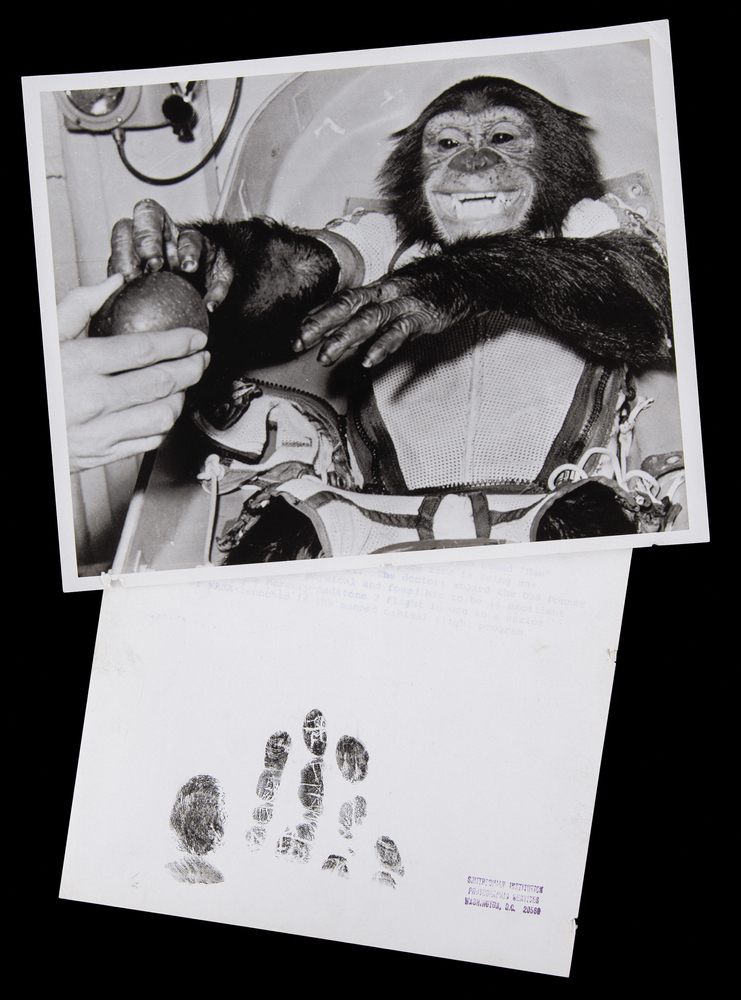 Lot 6032 Ham the Chimpanzee (2) NASA Photographs with Ink Hand Impressions Taken After His Mercury-Redstone 2 Mission