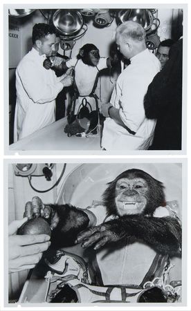 Lot #6032 Ham the Chimpanzee (2) NASA Photographs with Ink Hand Impressions Taken After His Mercury-Redstone 2 Mission - Image 3