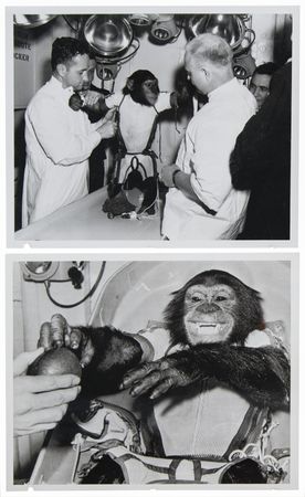 Lot #6032 Ham the Chimpanzee (2) NASA Photographs with Ink Hand Impressions Taken After His Mercury-Redstone 2 Mission - Image 3